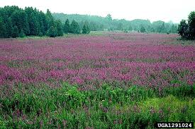 Attēlu rezultāti vaicājumam “Lythrum salicaria fruit”
