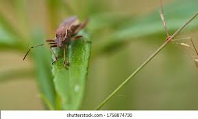 Attēlu rezultāti vaicājumam “Alydus calcaratus imago”