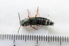 Attēlu rezultāti vaicājumam “Platydracus fulvipes”