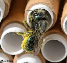 Image result for Boccia In Epsom & Ewell (Bees)