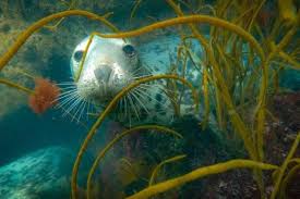 Image result for Ilfracombe Orcas Octopush Club