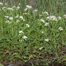Attēlu rezultāti vaicājumam “Cardamine amara flower”