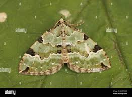 Attēlu rezultāti vaicājumam “Colostygia pectinataria”