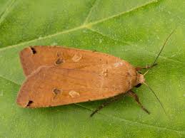 Attēlu rezultāti vaicājumam “Noctua pronuba”