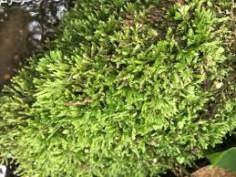 Attēlu rezultāti vaicājumam “Philonotis”