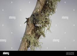 Attēlu rezultāti vaicājumam “Evernia mesomorpha”