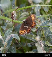 Attēlu rezultāti vaicājumam “Erebia ligea”