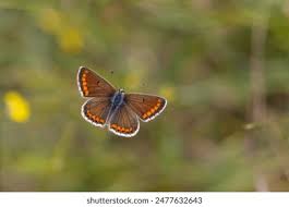 Attēlu rezultāti vaicājumam “Lycaeniinae”