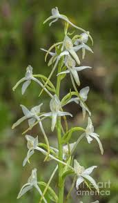 Attēlu rezultāti vaicājumam “Platanthera bifolia leaf”