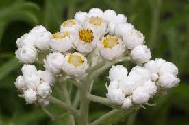 Attēlu rezultāti vaicājumam “Anaphalis margaritacea flower”