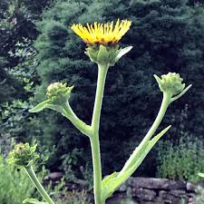 Attēlu rezultāti vaicājumam “Inula helenium leaf”