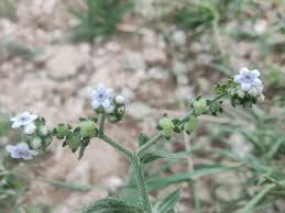 Attēlu rezultāti vaicājumam “Liceaceae”