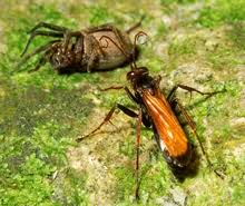 Attēlu rezultāti vaicājumam “Pompilidae”