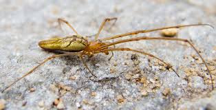 Attēlu rezultāti vaicājumam “Tetragnatha extensa”