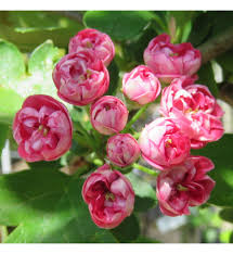 Attēlu rezultāti vaicājumam “Crataegus laevigata bud”