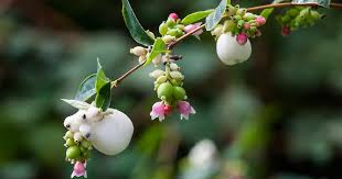 Attēlu rezultāti vaicājumam “Symphoricarpos albus”