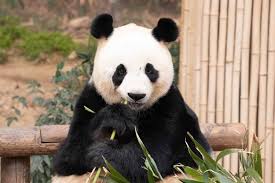 Image result for pandas