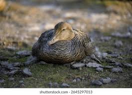 Attēlu rezultāti vaicājumam “Somateria mollissima juvenile”