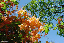 Attēlu rezultāti vaicājumam “Rhododendron calendulaceum”