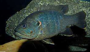 Image result for Lepomis cyanellus