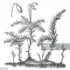 Attēlu rezultāti vaicājumam “Plagiomnium undulatum sporophyte”