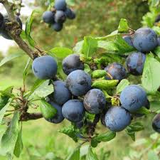 Attēlu rezultāti vaicājumam “Prunus domestica subsp. insitita”