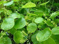 「香菇草」的圖片搜尋結果