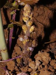 Attēlu rezultāti vaicājumam “Orobanche coerulescens bud”