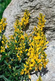Image result for Genista tinctoria