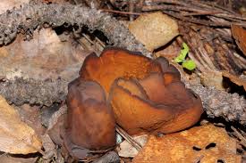 Attēlu rezultāti vaicājumam “Otidea bufonia”