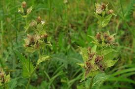 Attēlu rezultāti vaicājumam “Cirsium oleraceum leaf”