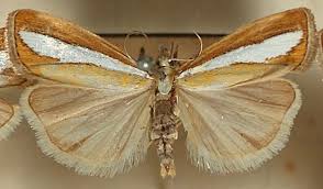 Attēlu rezultāti vaicājumam “Catoptria margaritella”