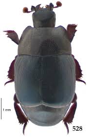 Attēlu rezultāti vaicājumam “Hypocaccus rugiceps”