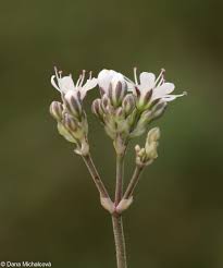 Attēlu rezultāti vaicājumam “Gypsophila fastigiata flower”