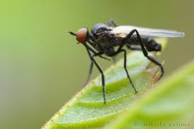 Attēlu rezultāti vaicājumam “Empis sp.”