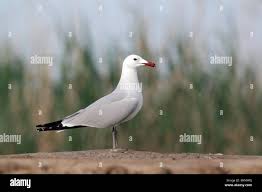 Image result for Larus audouinii