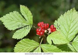 Attēlu rezultāti vaicājumam “Rubus saxatilis fruit”
