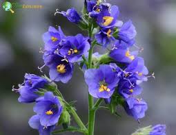 Attēlu rezultāti vaicājumam “Polemonium caeruleum flower”
