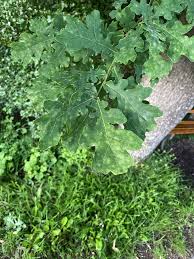 Attēlu rezultāti vaicājumam “Quercus robur leaf”