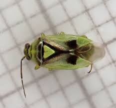 Attēlu rezultāti vaicājumam “Orthops basalis”