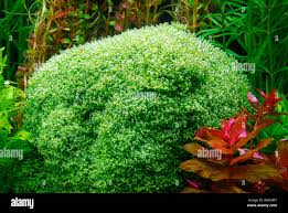 Attēlu rezultāti vaicājumam “Riccia rhenana”