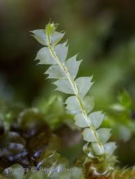 Attēlu rezultāti vaicājumam “Chiloscyphus”