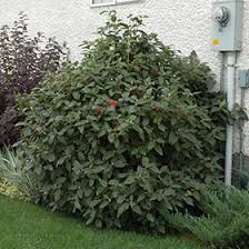 Attēlu rezultāti vaicājumam “Viburnum lantana  flower”
