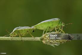 Attēlu rezultāti vaicājumam “Pentatomidae”