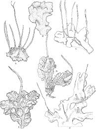 Attēlu rezultāti vaicājumam “Phaeoceros laevis subsp. carolinianus”