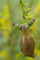Attēlu rezultāti vaicājumam “Leucochloridium paradoxum larva”