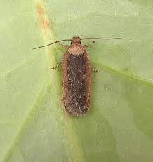 Attēlu rezultāti vaicājumam “Depressaria olerella imago”