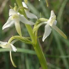 Attēlu rezultāti vaicājumam “Platanthera bifolia leaf”
