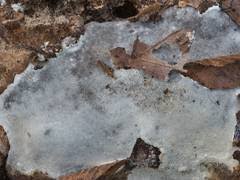 Attēlu rezultāti vaicājumam “Elmerina caryae”