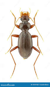 Attēlu rezultāti vaicājumam “Leistus ferrugineus”